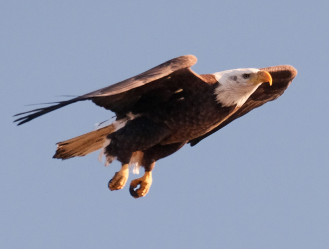 Bald Eagle at Hook